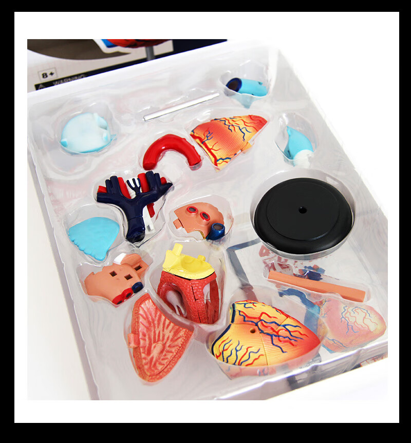 人体心脏模型拼装解刨模型生物课医学教学人体模型学校教具展示11大号