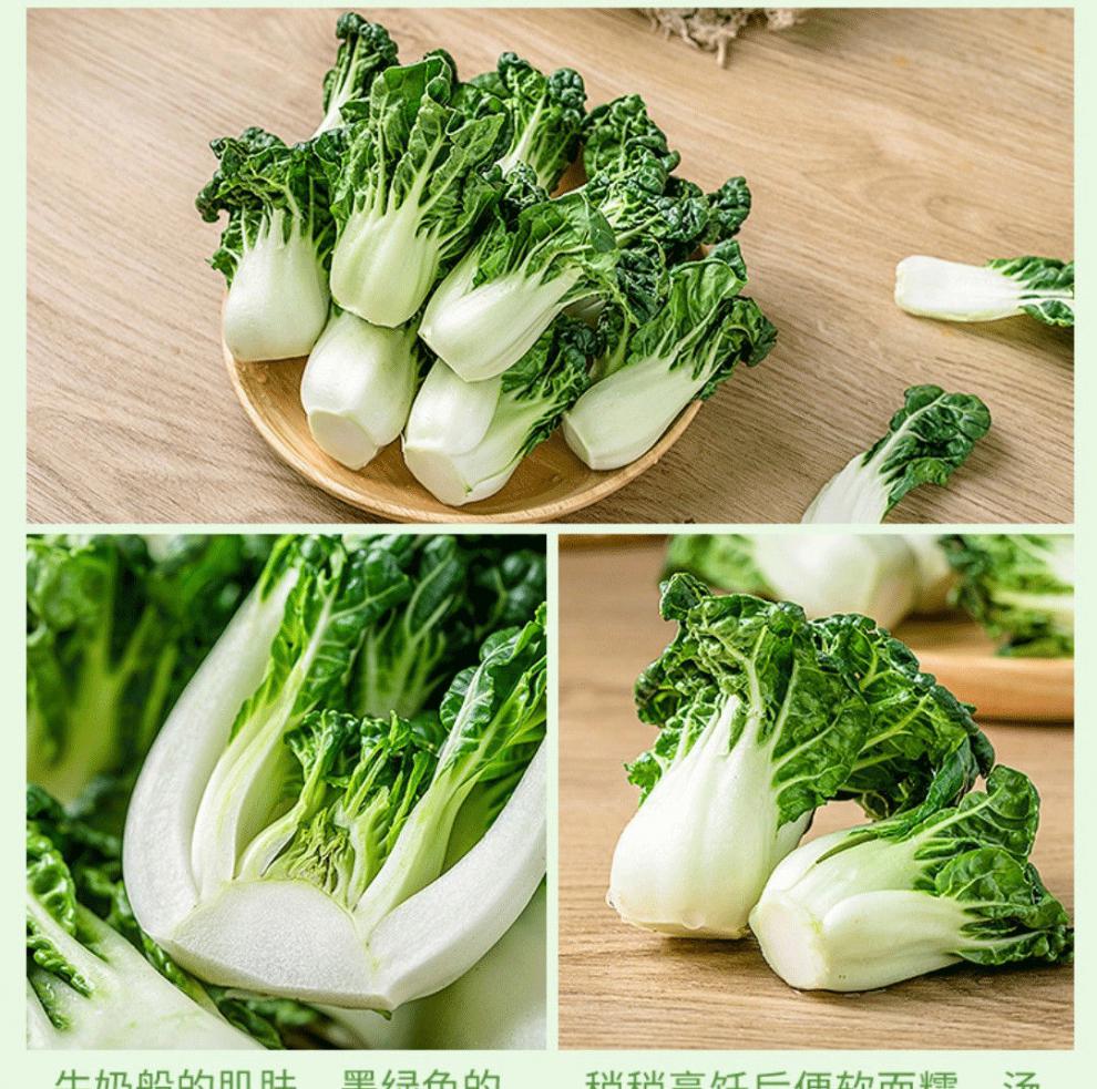 现货速发新鲜供港蔬菜宁夏迷你奶白菜学斗斗白菜牛奶白菜高原蔬菜两斤