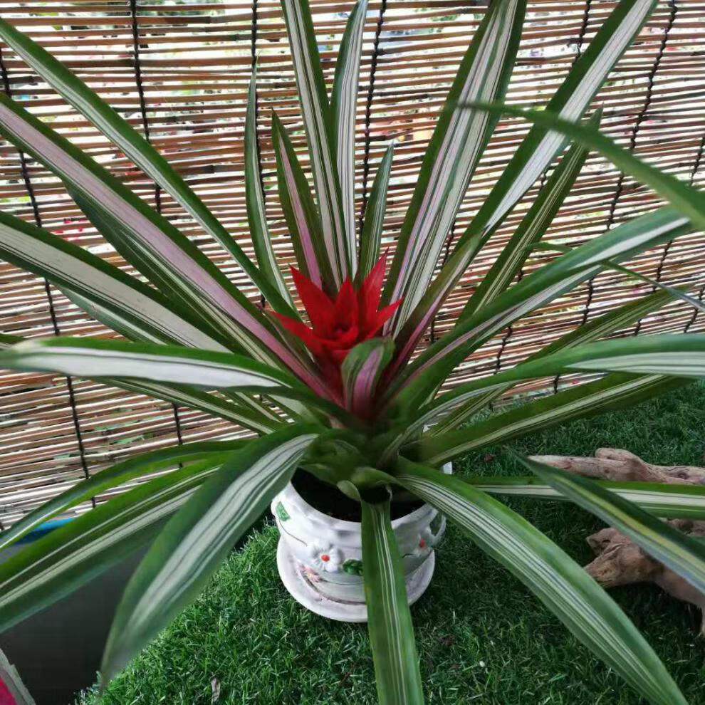 凤梨新款火炬鸿运当头卡丽黄金玉扇红宝石四季开花喜阴带花黄色高35cm