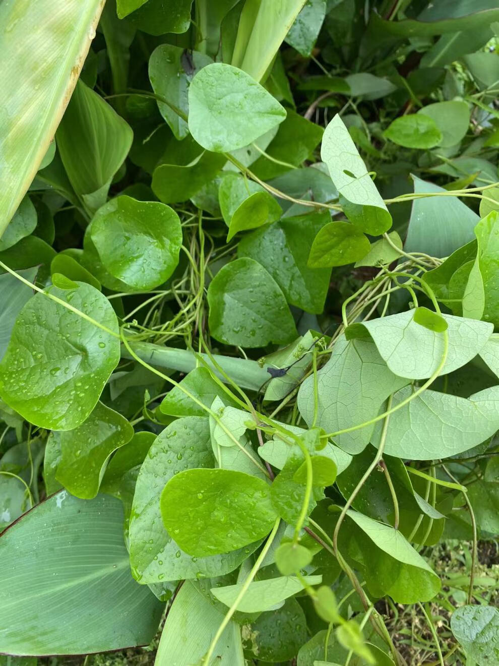 千金藤种苗 大别山高山金线中药材千金藤草药种苗根块新鲜现挖千金腾