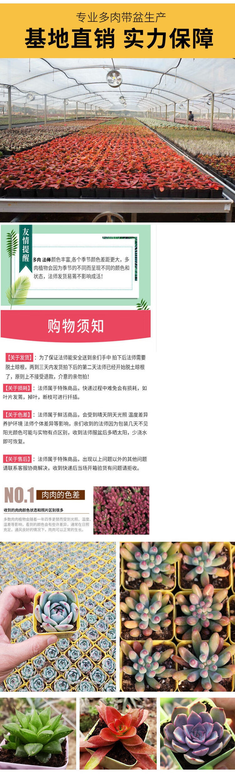 多肉植物组合盆栽花卉办公室绿植红宝石玉露红宝石大合锦姬星美人代比 盆土裸根不带土 图片价格品牌报价 京东