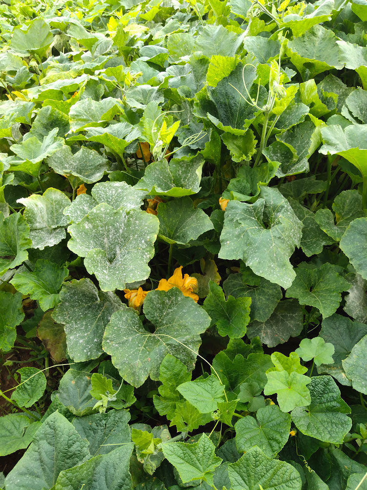 云南姜柄瓜新鲜小麦瓜嫩南瓜小瓜新鲜蔬菜面瓜小南瓜 10斤【图片 价格