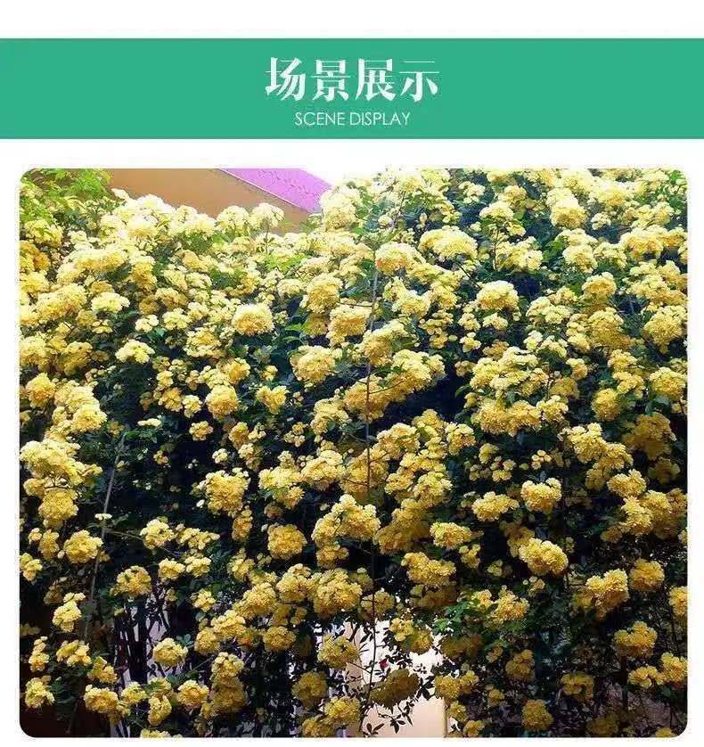 木香花苗七里香爬藤植物白红黄木香花苗盆栽庭院阳台四季攀援花卉