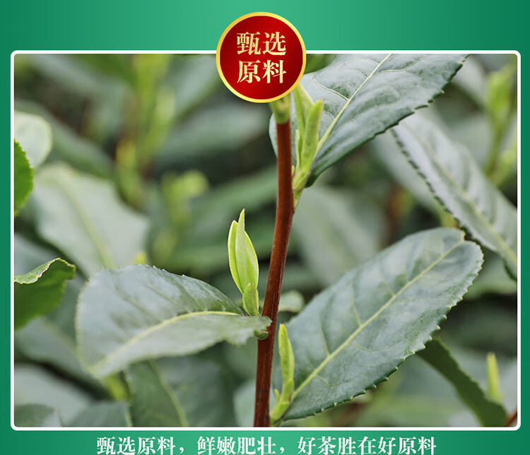 龙井茶一斤500克2021新茶高山绿茶茶叶浓香雨前大佛龙井龙井茶一斤500