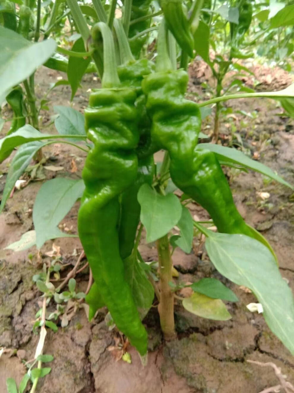 年货精选薄皮辣椒青椒新鲜螺丝椒特辣自家种植现摘现发保证新鲜味道特