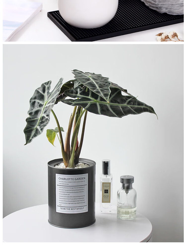 观叶植物办公桌绿天鹅小盆栽绿植办公室摆件花卉 黑天鹅90#盆栽(小苗)