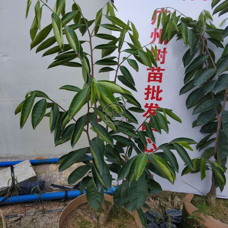 花姬嫁接奇楠沉香树苗正宗嫁接奇楠小苗沉香树苗名贵树苗绿化树苗嫁接