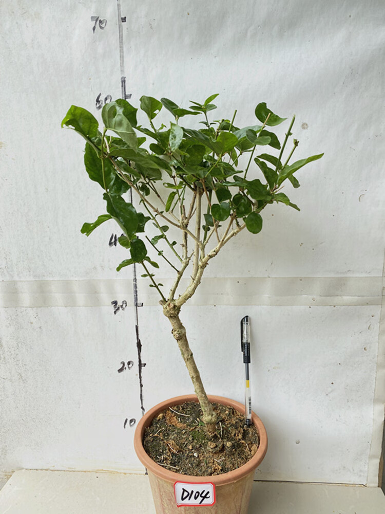 茉莉花独杆老桩重瓣茉莉花盆栽盆景庭院阳台楼顶熟桩绿植花卉 d103 不