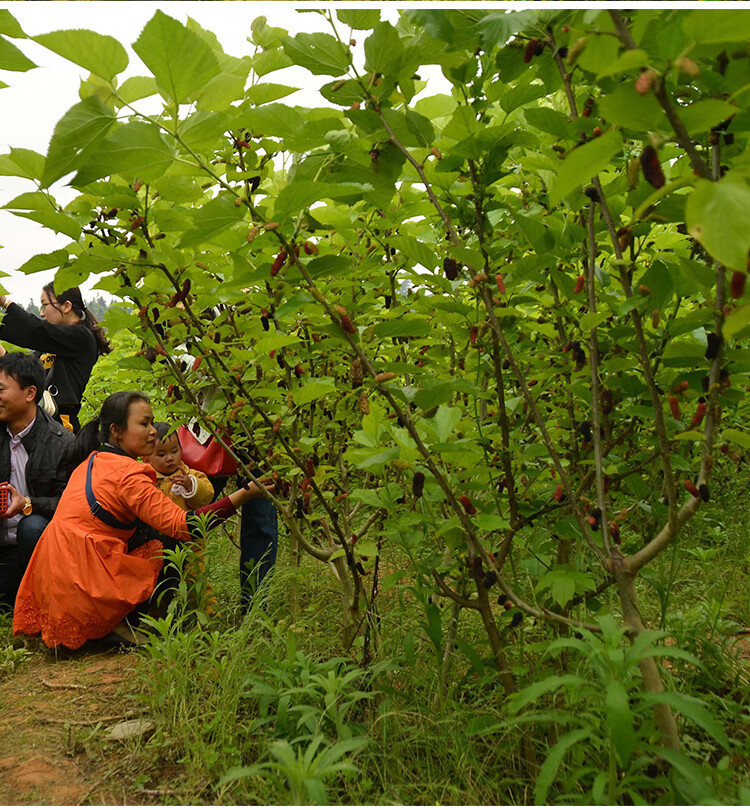 桑葚树苗嫁接苗两年苗阳台盆栽地栽高产水果树苗木黑桑等品种台湾长果