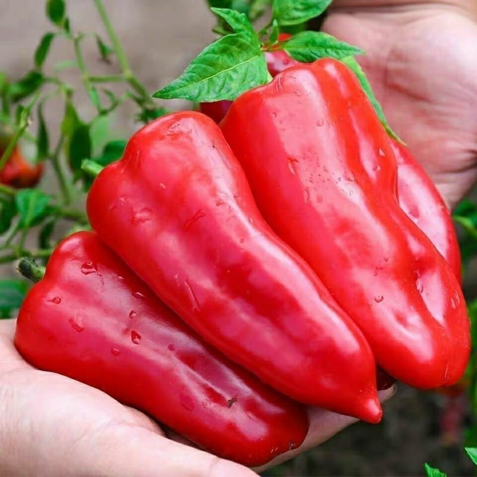 现摘新鲜红辣椒红尖椒大红泡椒海鲜椒微辣红椒油焖剁椒辣椒酱现发