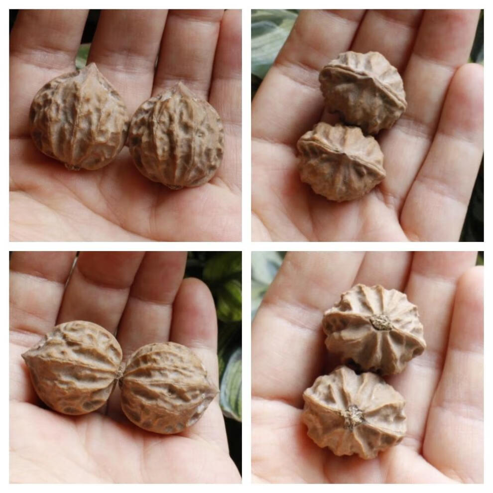 艾墨菲成对把玩文玩核桃秋子野生山核桃一对手捻手玩太行山脉核桃一号