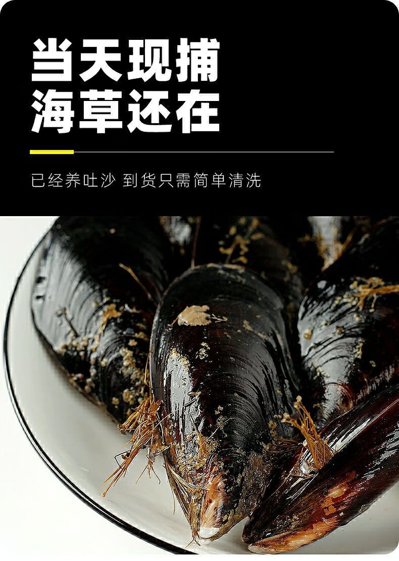 顺丰快递鲜活大青口贝新鲜超大海虹带壳淡菜贻贝类生鲜海鲜水产1斤