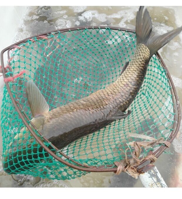 好物优选浙江湖生态螺蛳青鱼大青鱼淡水鱼鲜活现捕现杀青鱼20斤50斤鲜