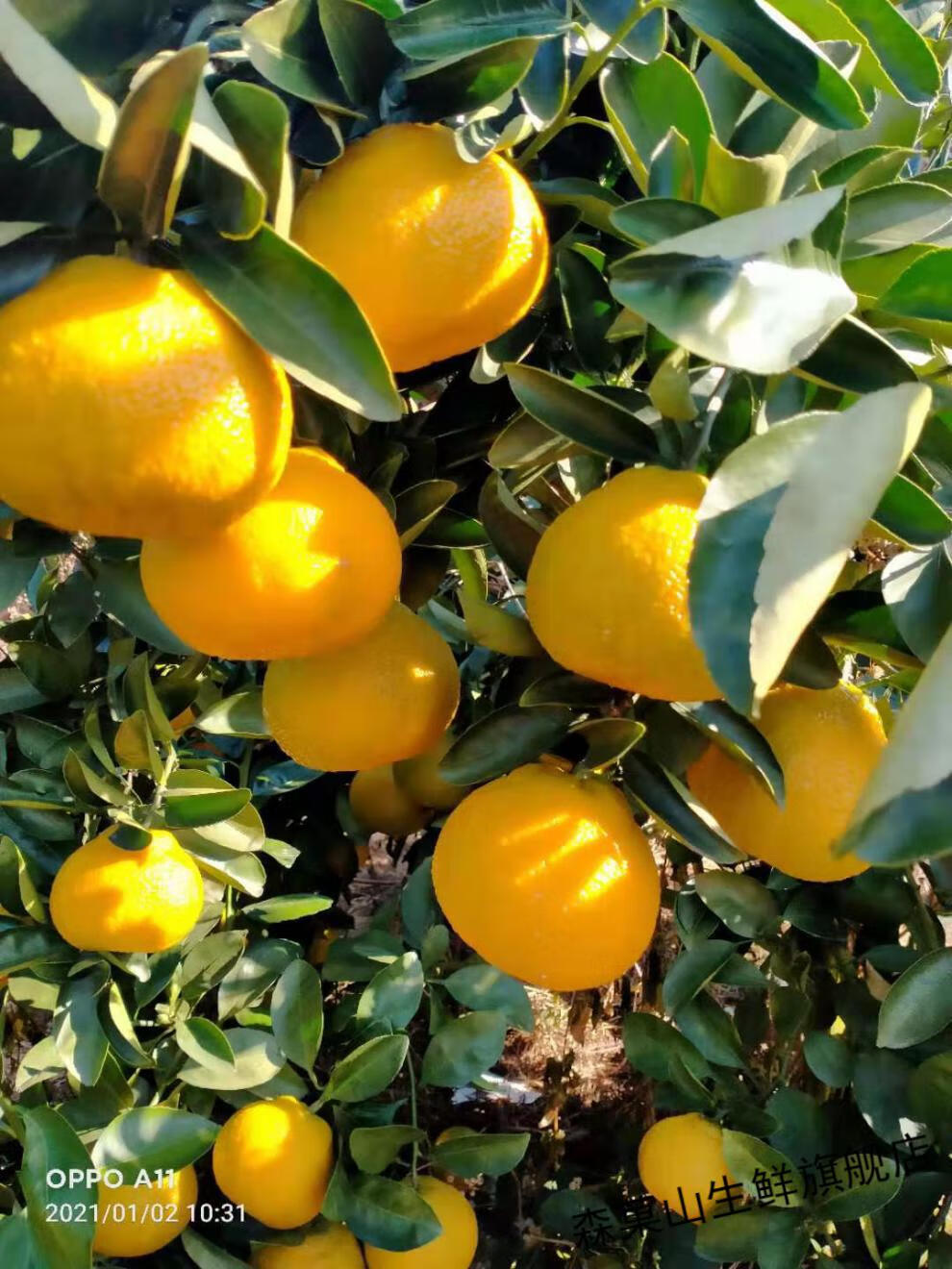 春节送礼礼盒装江西赣南会昌甜桔柚当季新鲜水果甜桔柚现摘现发10斤