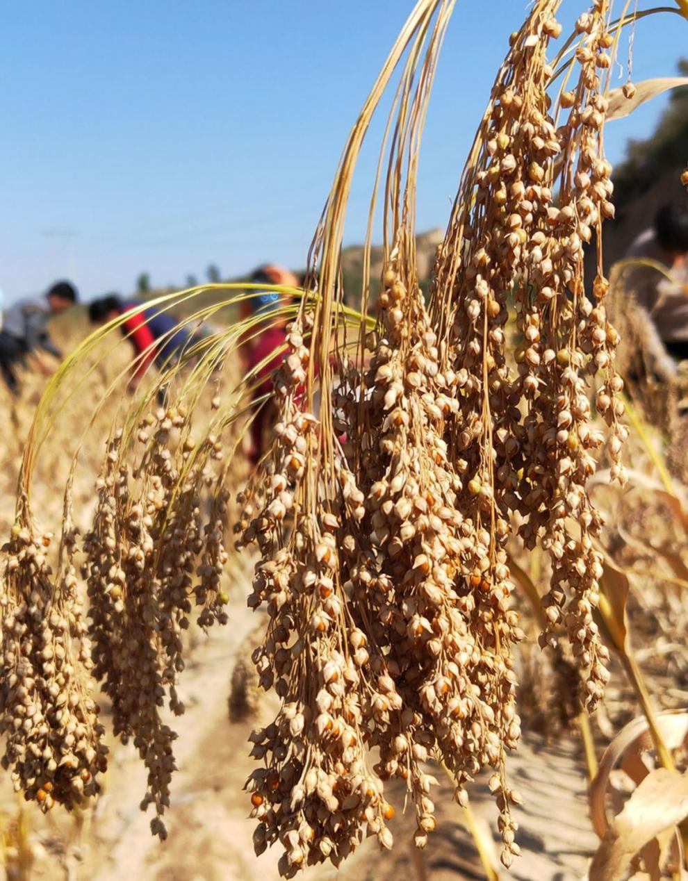 山西大黄米1斤3斤5斤粘小米包粽子的糯米粘豆包糜子米年糕米 每日限抢