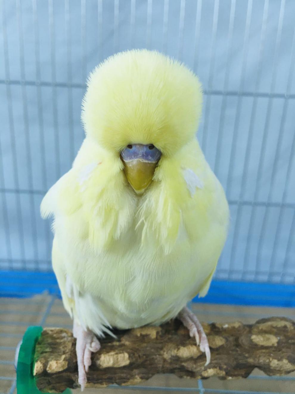 活体虎皮大头大体型蘑菇头鹦鹉可繁殖可教说话雏鸟上手观赏欧血鸟 浅