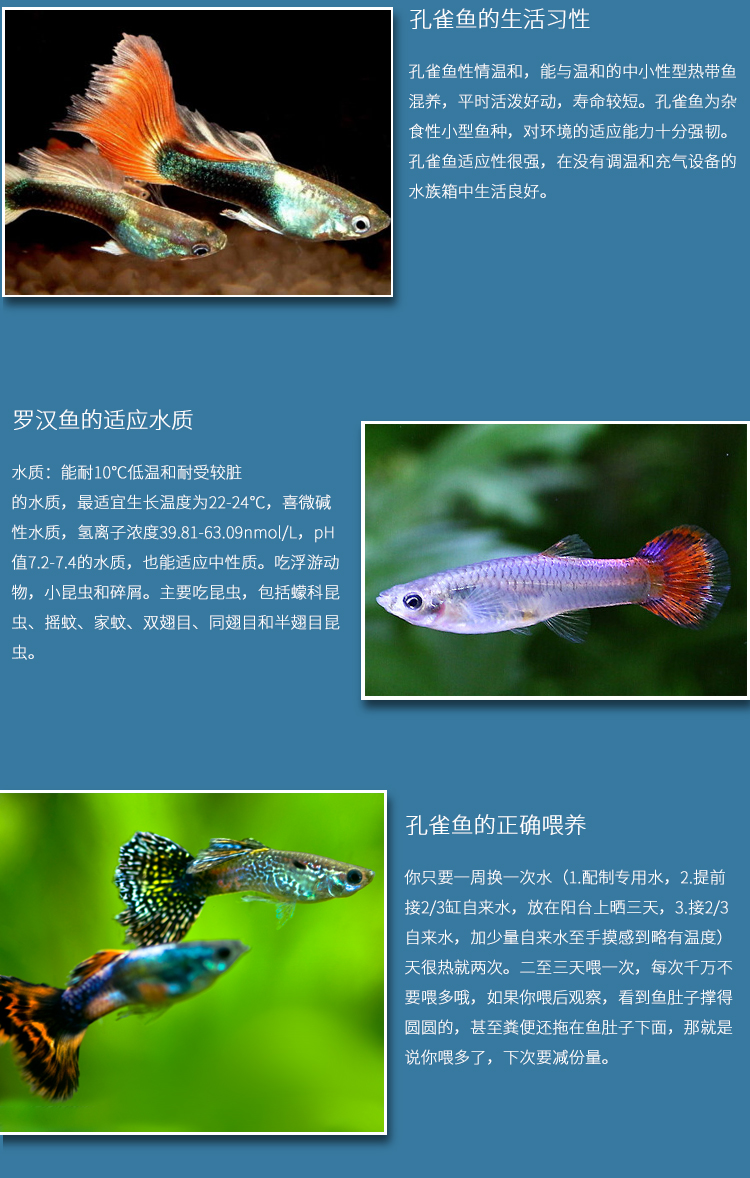 豆樂奇雜袍孔雀魚燈科魚冷水熱帶淡水清道夫錦鯉金魚觀賞魚活體全紅2