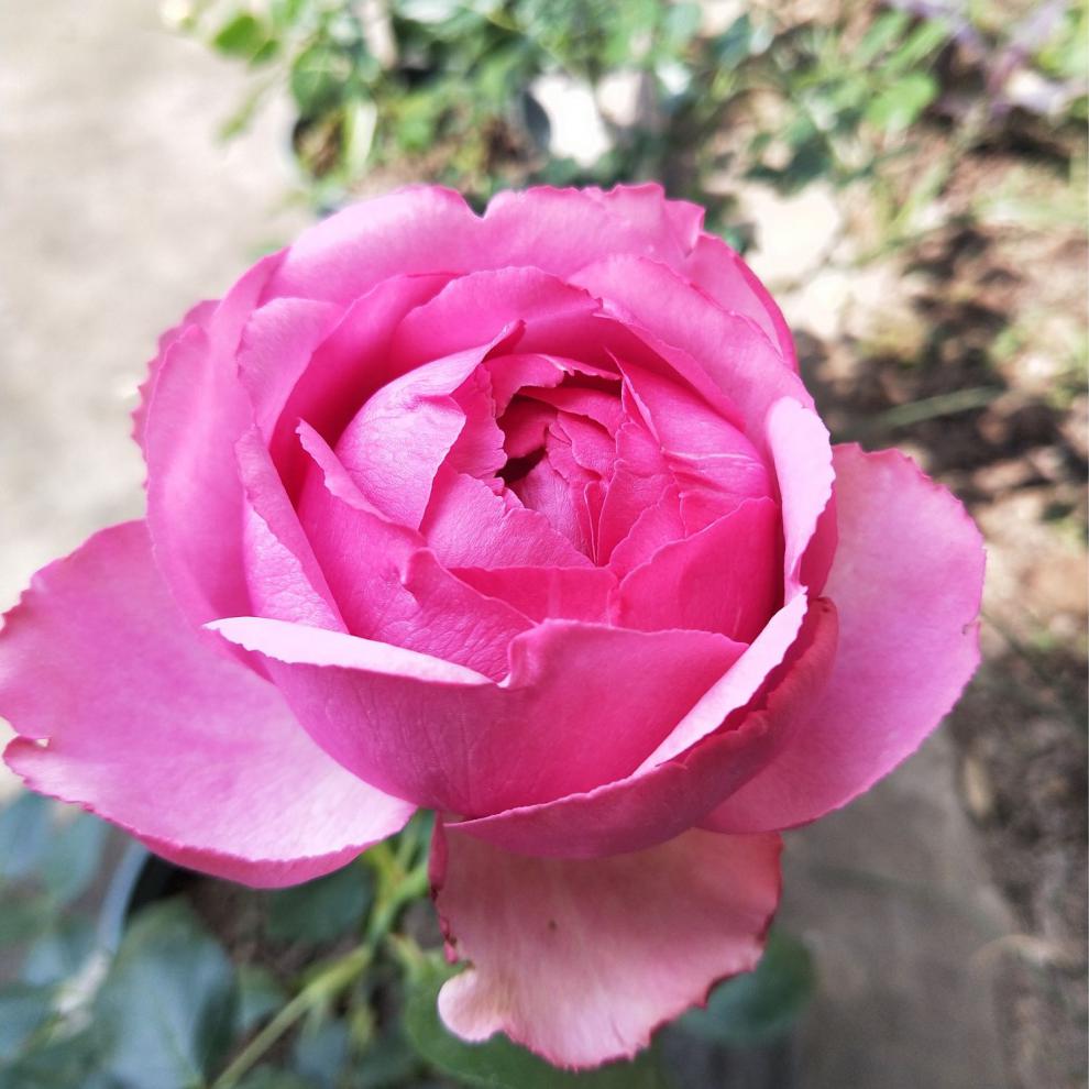 畷园 伊芙日出浓香切花大花月季花苗四季勤花绿植盆栽玫瑰花卉阳台