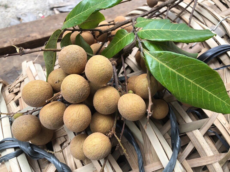 龙眼新鲜桂圆特级大果现摘现发老树福建漳州莆田桂圆大果当季水果9斤