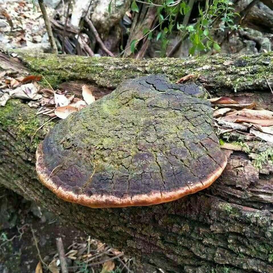 西藏野生桑黃桑樹桑黃靈芝金邊桑黃靈芝野生桑樹桑黃金邊桑黃桑黃小