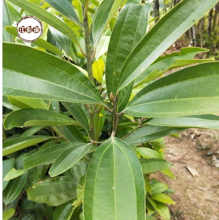 江影清肉桂树苗玉桂桂皮树大桂树桂木五香桂苗5棵两年苗