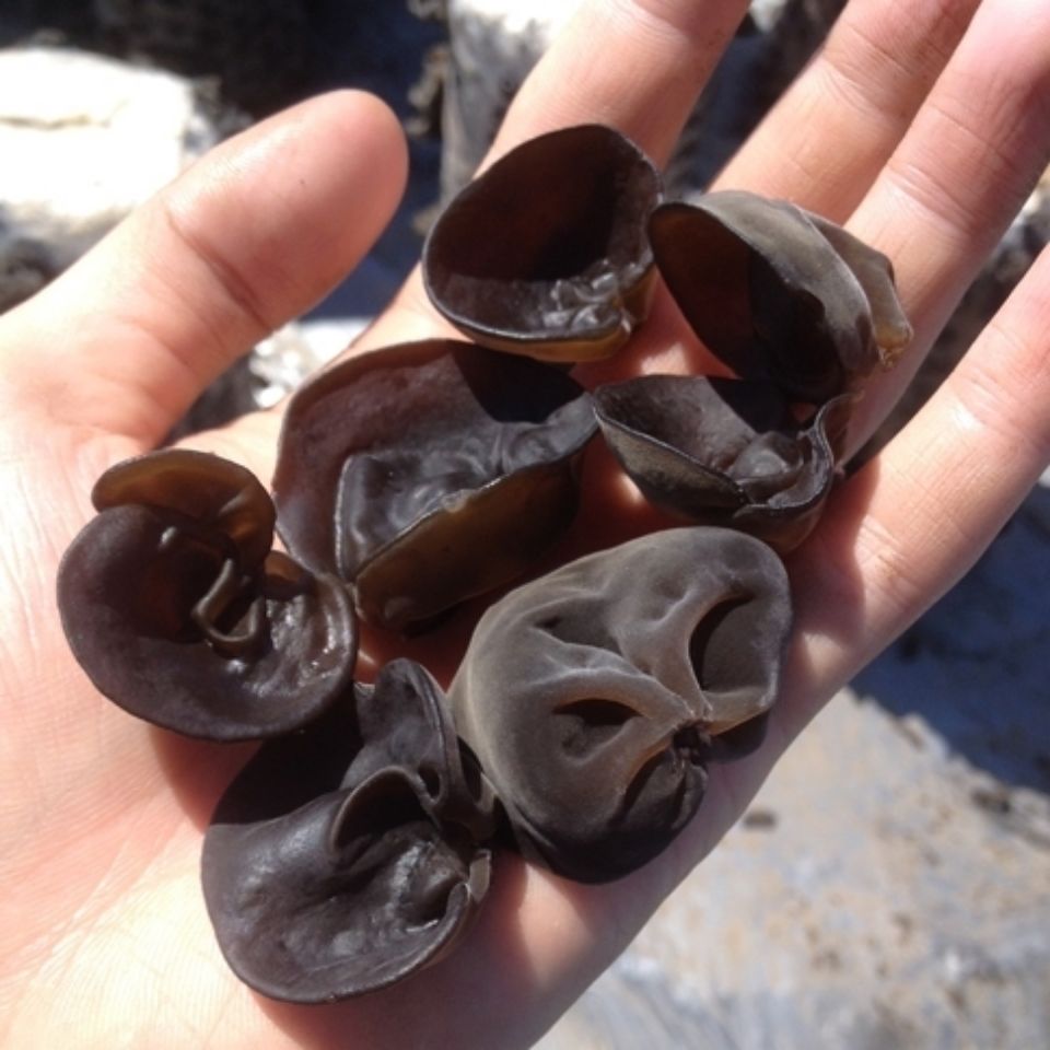 东北特产东北特产椴木小秋耳小碗儿肉厚无根干货大兴安岭250克250g