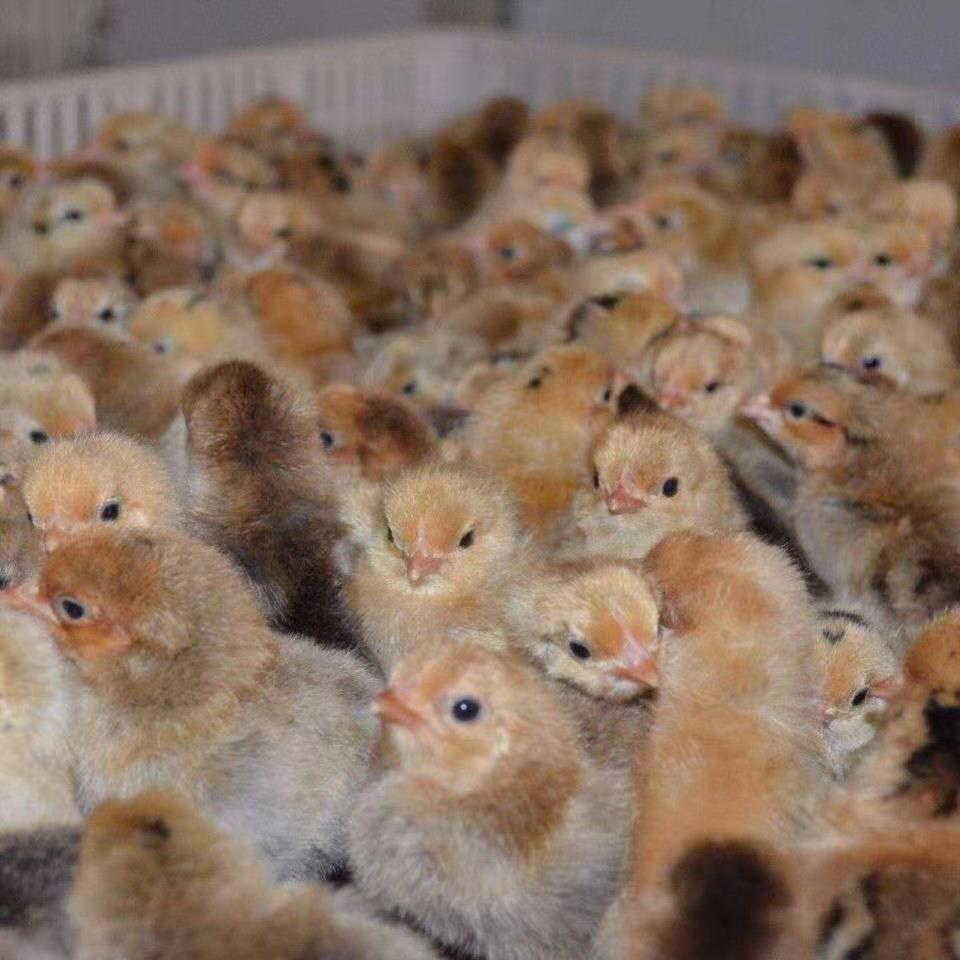 土鸡苗幼苗批发小鸡仔大种九斤红产蛋王五黑鸡苗绿壳蛋鸡苗麻鸡活鸡