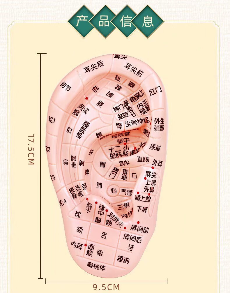 耳朵甲状腺反射区图片