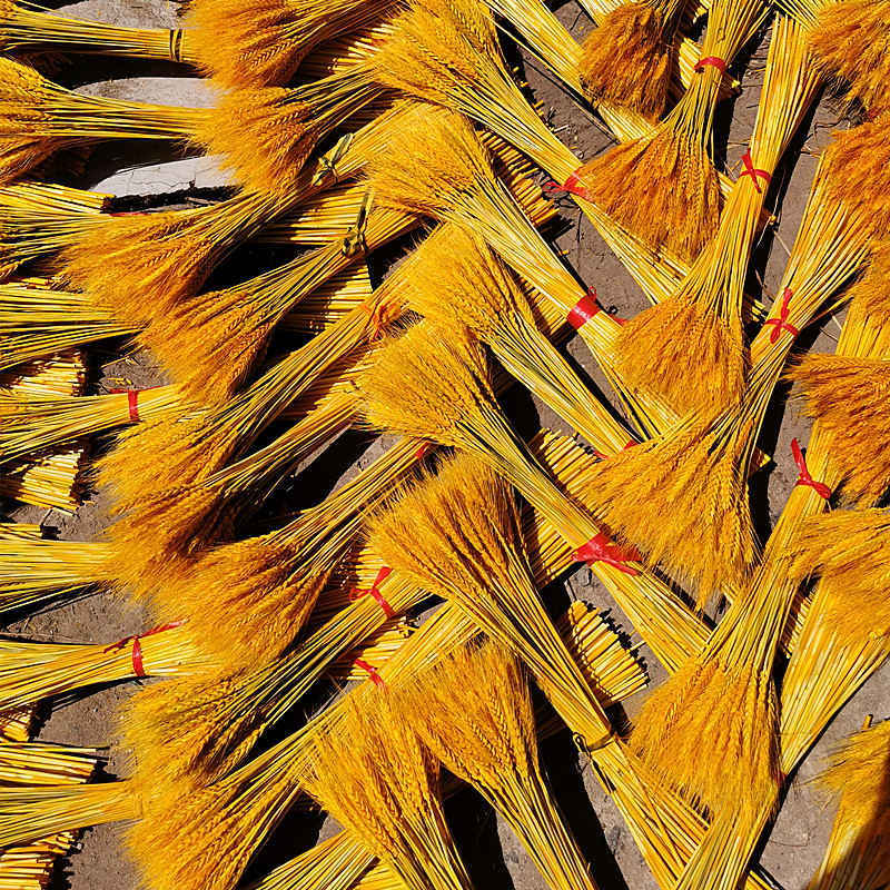 蔓坨大麦花束麦穗干花黄金麦穗干花小麦花束大麦穗搭配田园客厅摆件