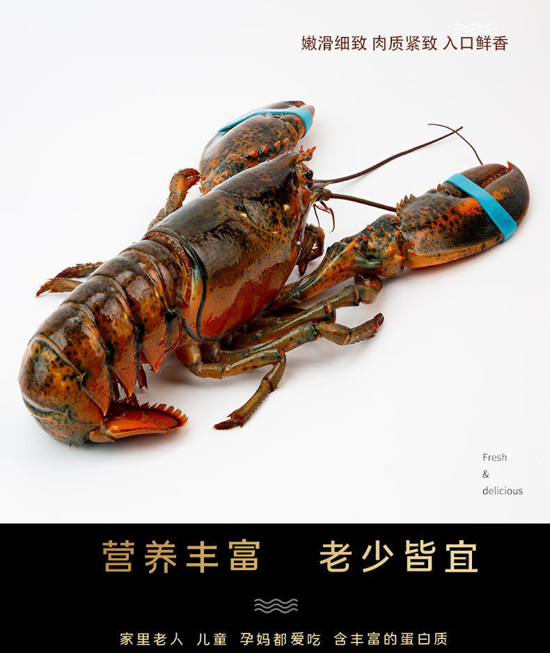 5斤/只【图片 价格 品牌 报价】-京东