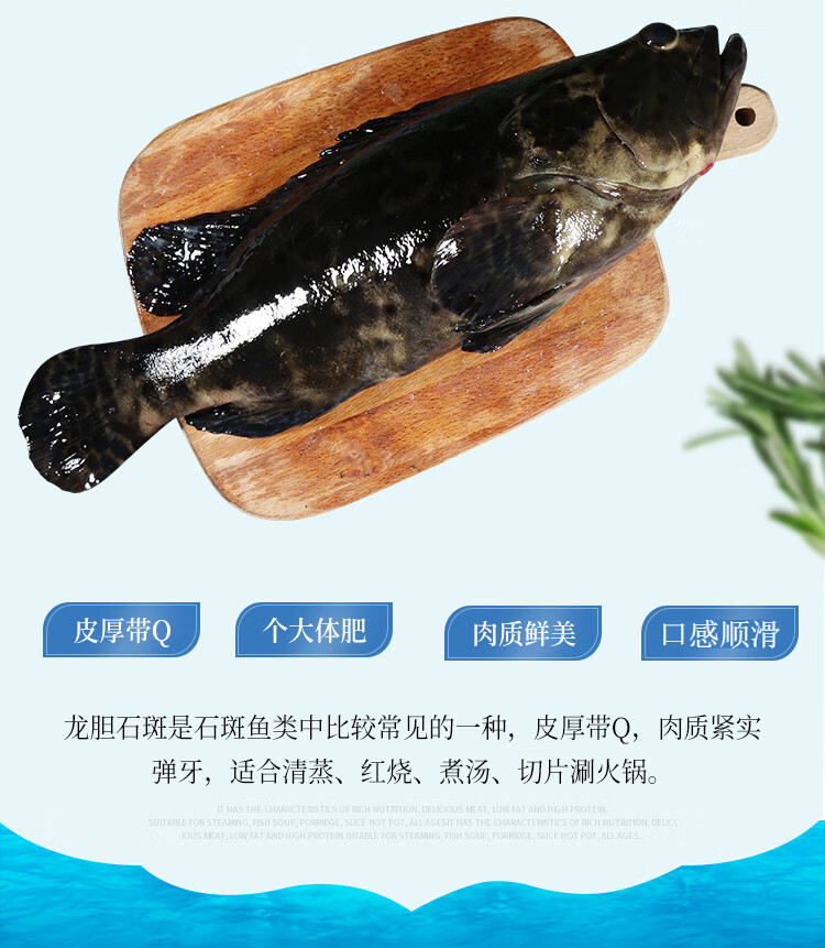魃鲜新海鲜龙胆石斑鱼珍珠龙胆鱼1000条