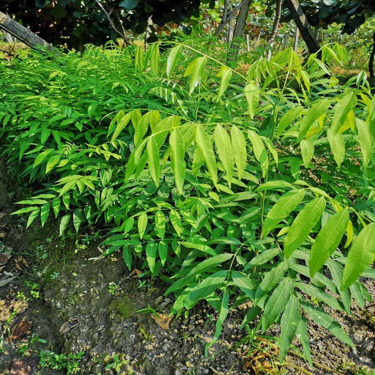 无患子树苗木患子小苗鬼见愁珍贵中药名树绿化庭院无患子苗4050厘米高