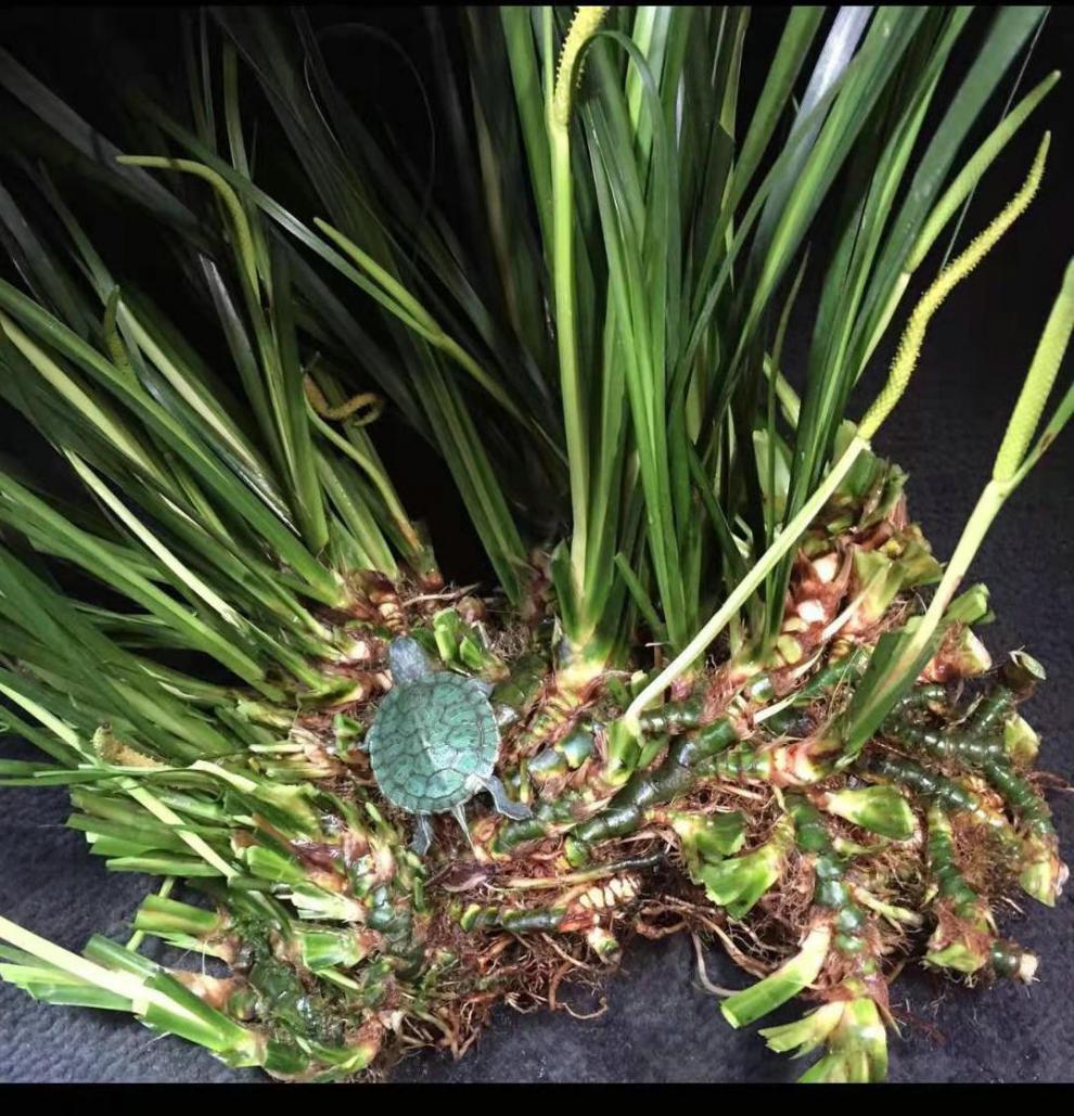 野生龙根水菖蒲 耐阴四季常青水培盆景养鱼 龟缸挺水绿色水生绿植 龙