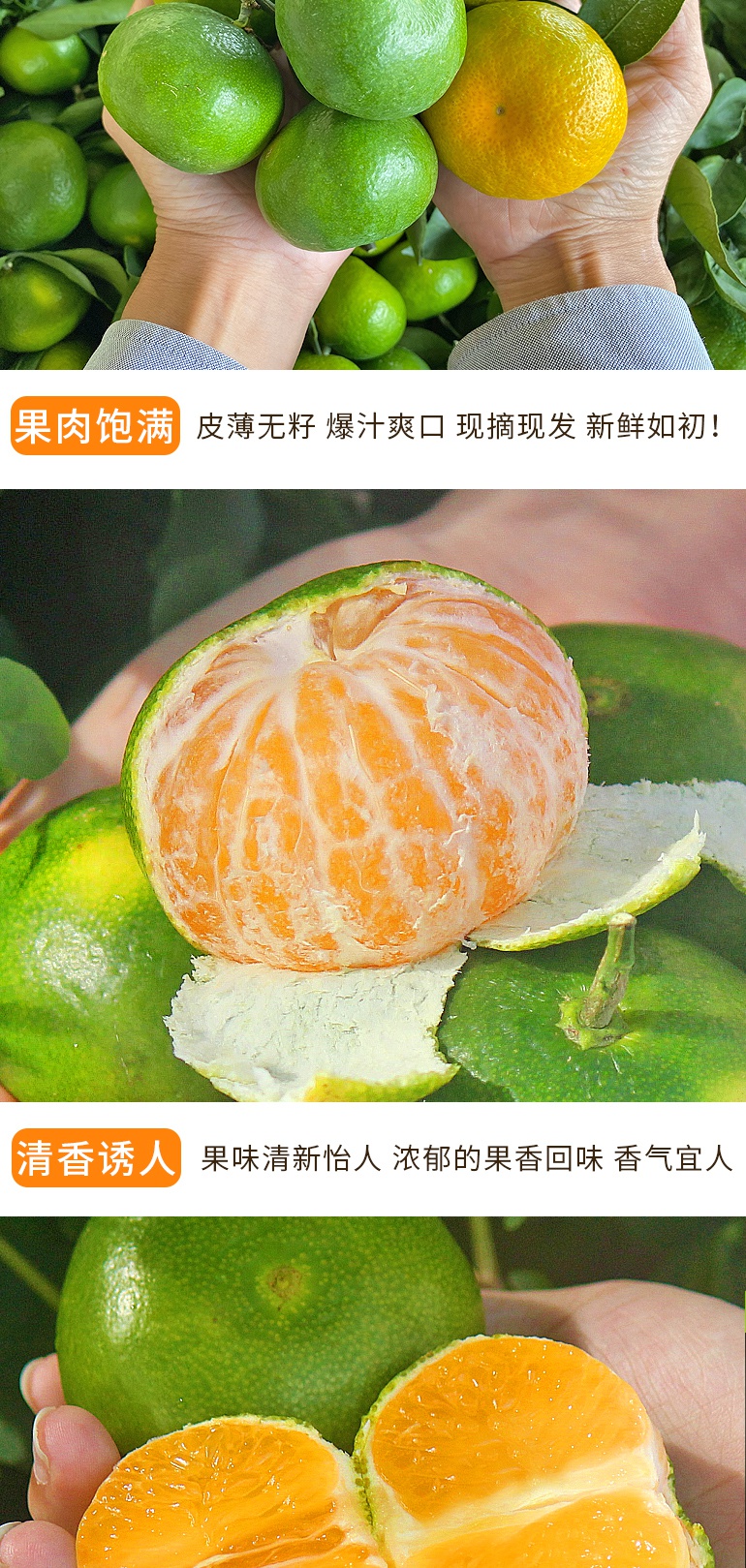 青皮蜜桔的营养价值与功效(青皮蜜桔是哪里的特产)