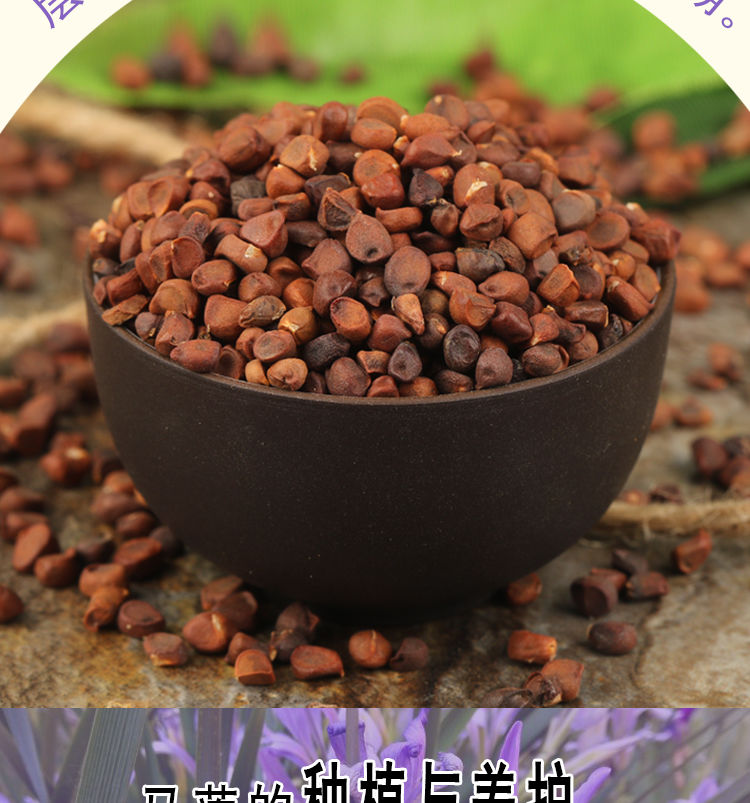 马莲种子 马兰花种子 马连多年生耐寒耐水耐涝水边花卉可水生 马莲