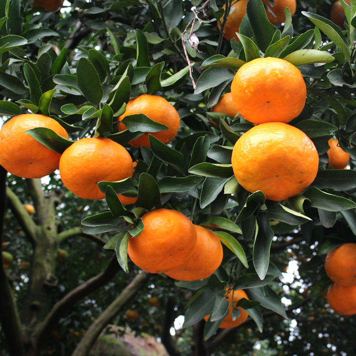 顺丰速运春椪柑特级果9斤装湖北长阳清江岩松坪春椪柑当季新鲜水果