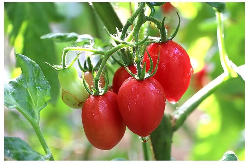 精选果蔬圣女果千禧小番茄新鲜孕妇水果当季自熟西红柿蔬菜批发1斤3斤