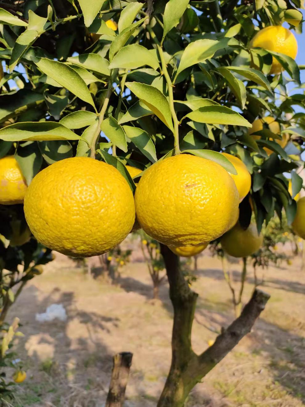 怀化特产黄金贡柚礼盒包装当季整箱10斤小甜心柚应当季孕妇时令水果9