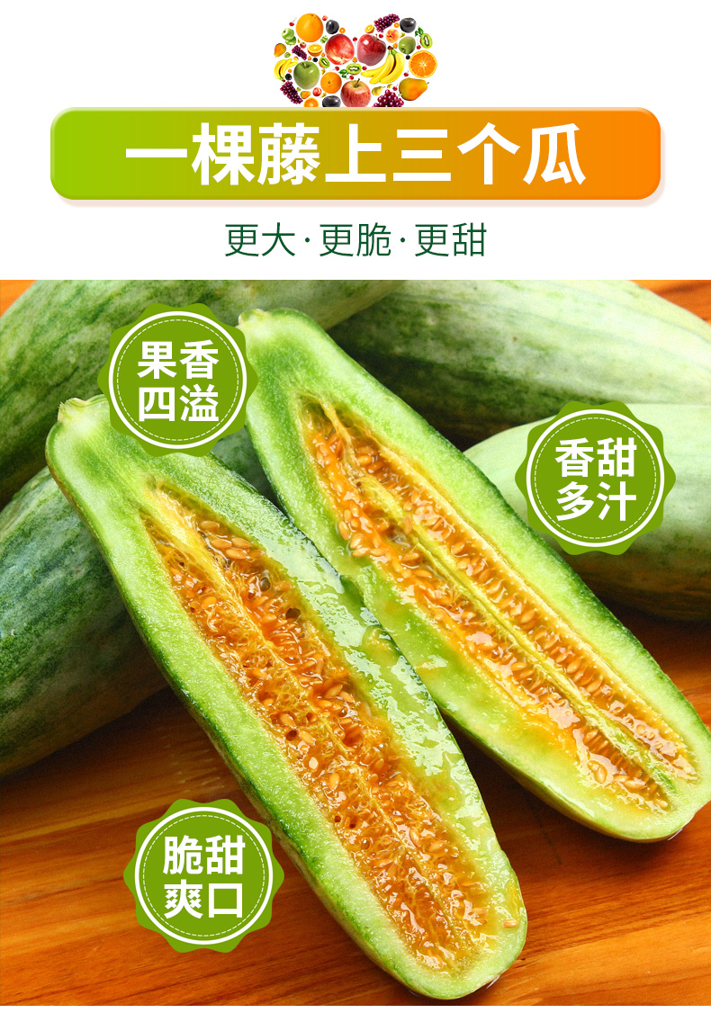 山东羊角蜜甜瓜新鲜香瓜水果一级果博洋61头茬牛角蜜瓜5斤 精品羊角蜜