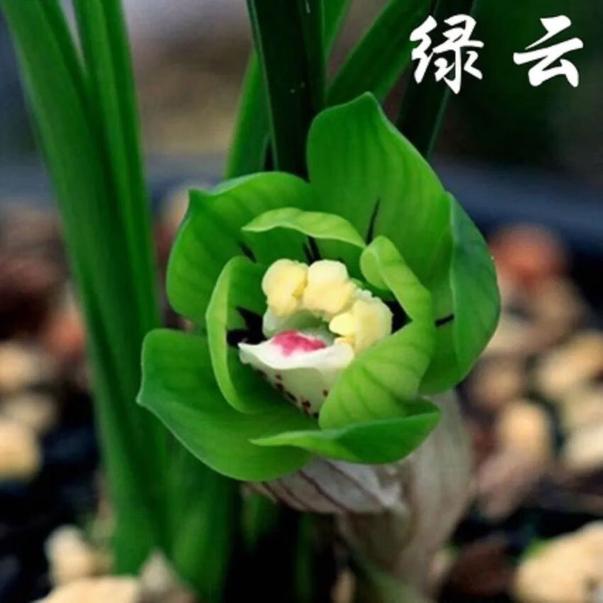 精品绿植浓香型矮种春兰绿云原生江浙老种兰花苗室内绿植花卉绿植盆栽