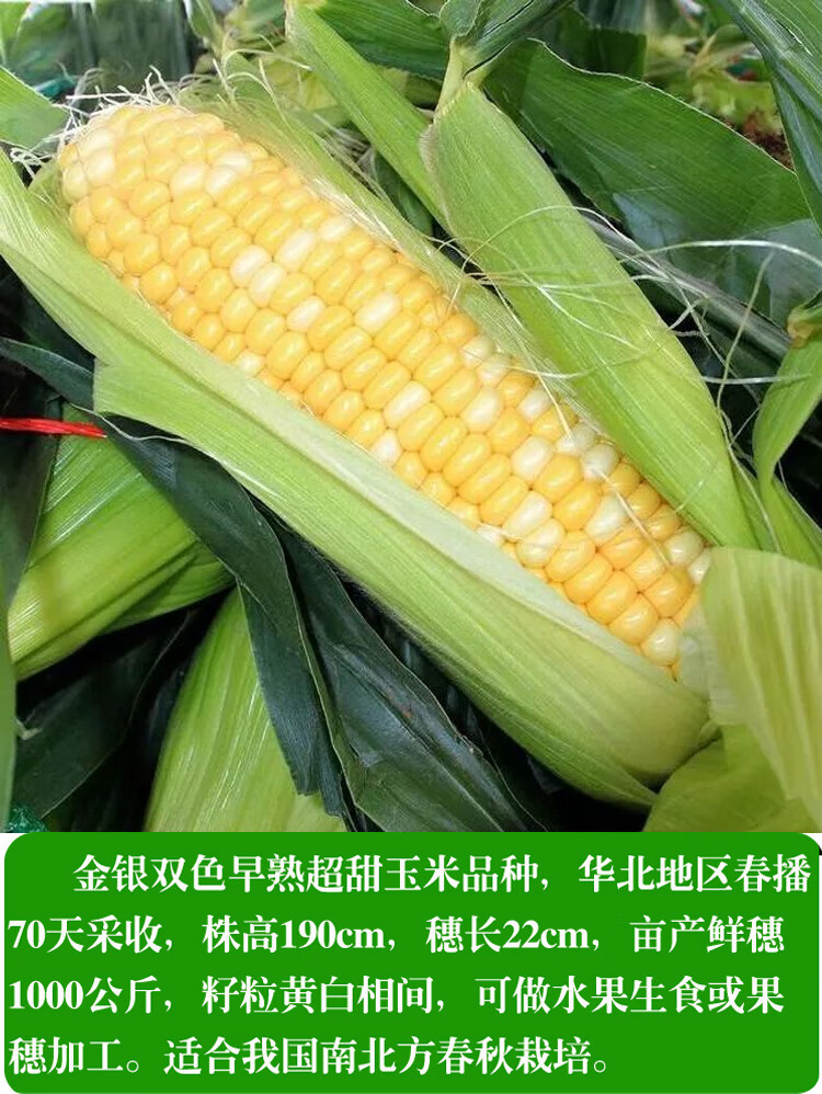 玉米种子孑金银双色超甜特大高产生吃香甜春季夏季四季播大田双甜318