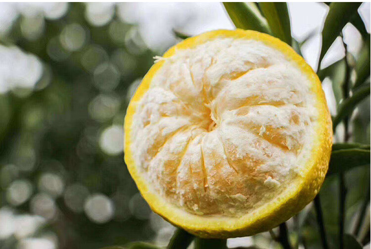 怀化洪江黄金贡柚丑八怪雪峰柚湖南特产春香柚10斤新鲜水果应当季孕妇