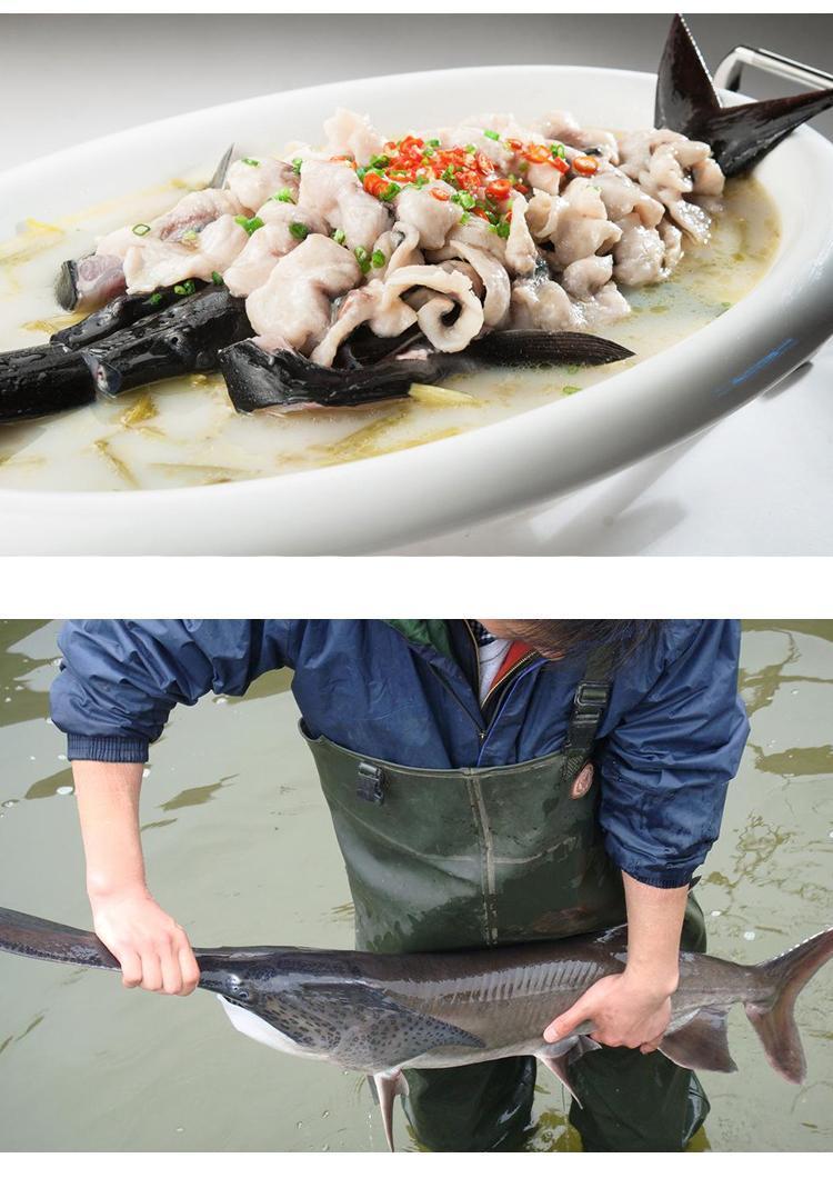 【流连湾生鲜旗舰店】新鲜鲜活鸭嘴鱼鸭嘴鲟淡水鲟鱼每条鱼约2-5斤