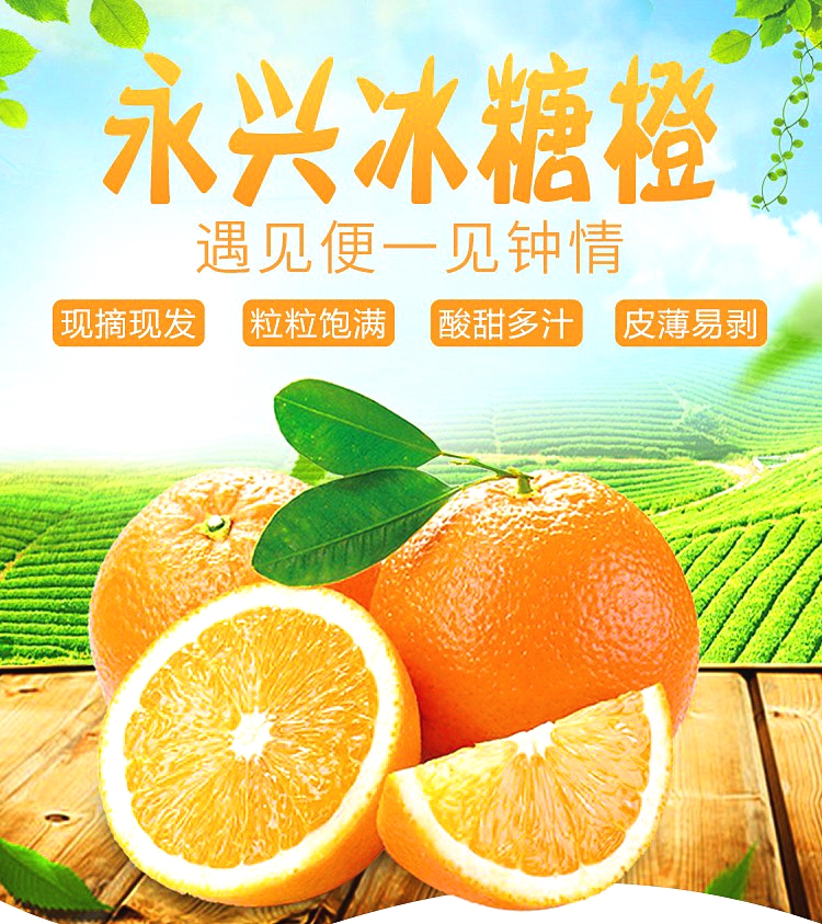 湖南永兴冰糖橙广告图片