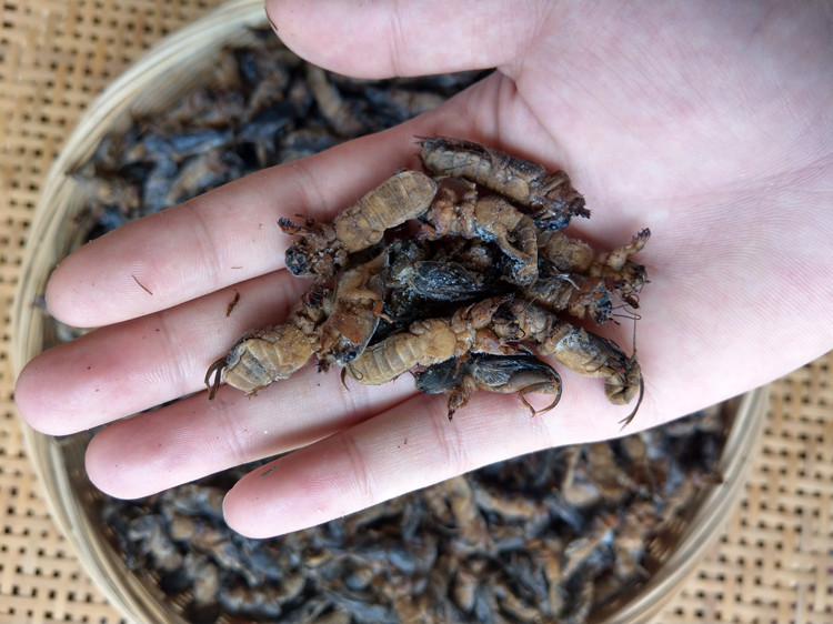 1斤新鲜速冻精选蝼蛄蝲蝲蛄土狗土狗仔食用昆虫