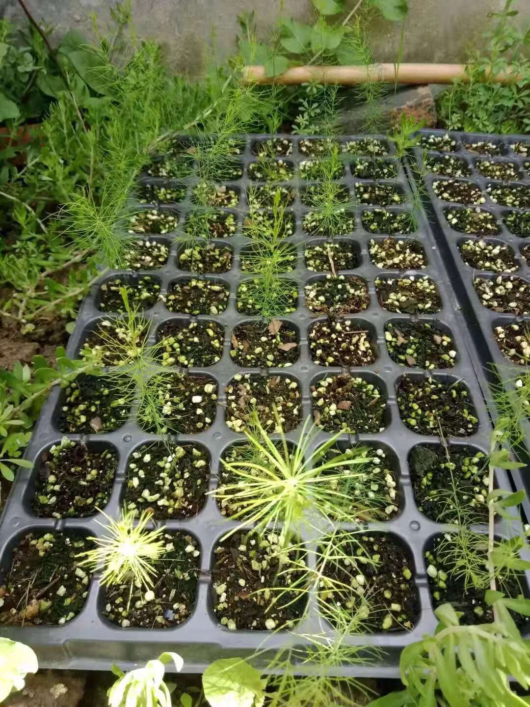 育苗盘播种机辣椒白菜甘蓝手提式穴盘播种器育苗神器双层162穴漂浮盘