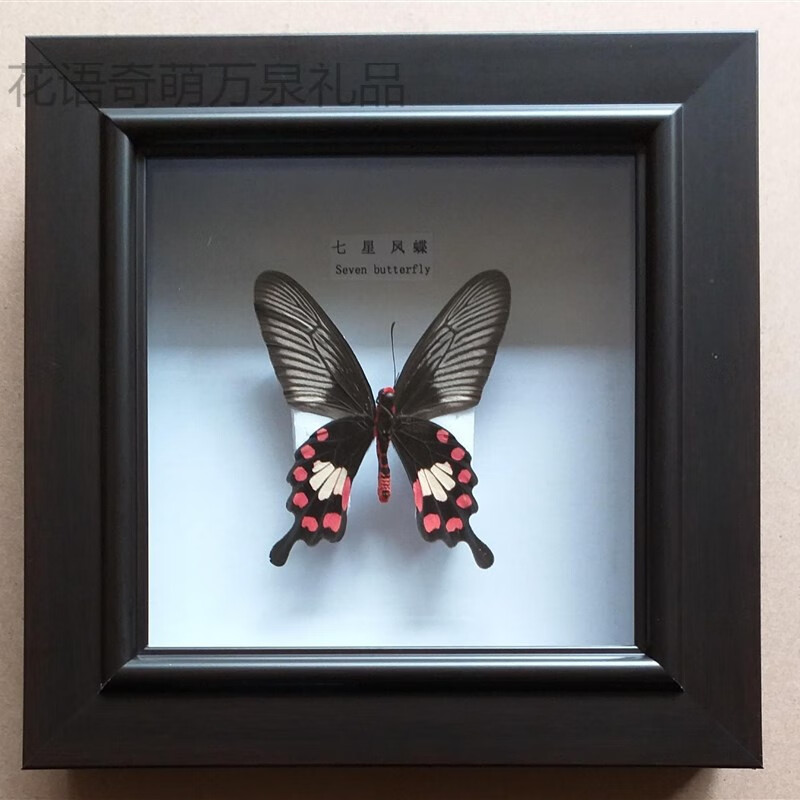 昆虫标本展示盒蝴蝶标本原蝶相i框摆件昆虫展示盒植物树叶挂画册生物