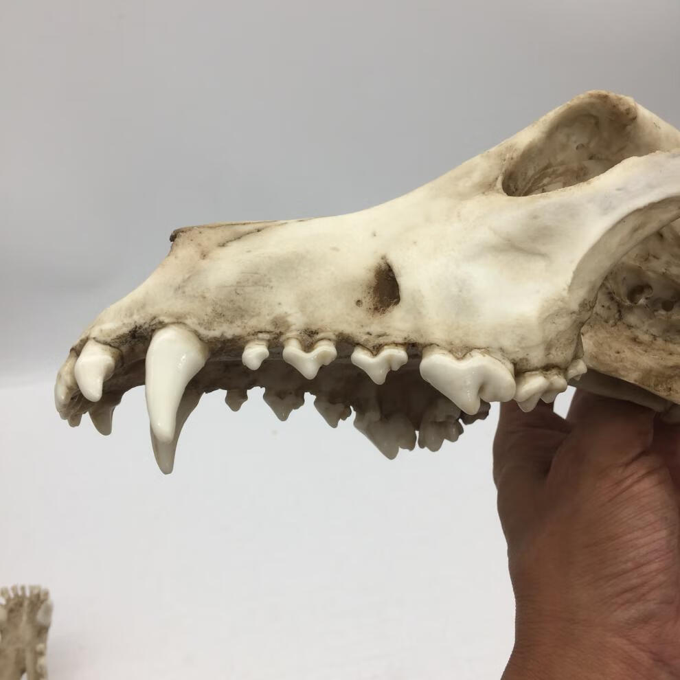 赤槿高档轻奢定制送同事朋友商场同款动物狼头骨模型标本化石绘画教学