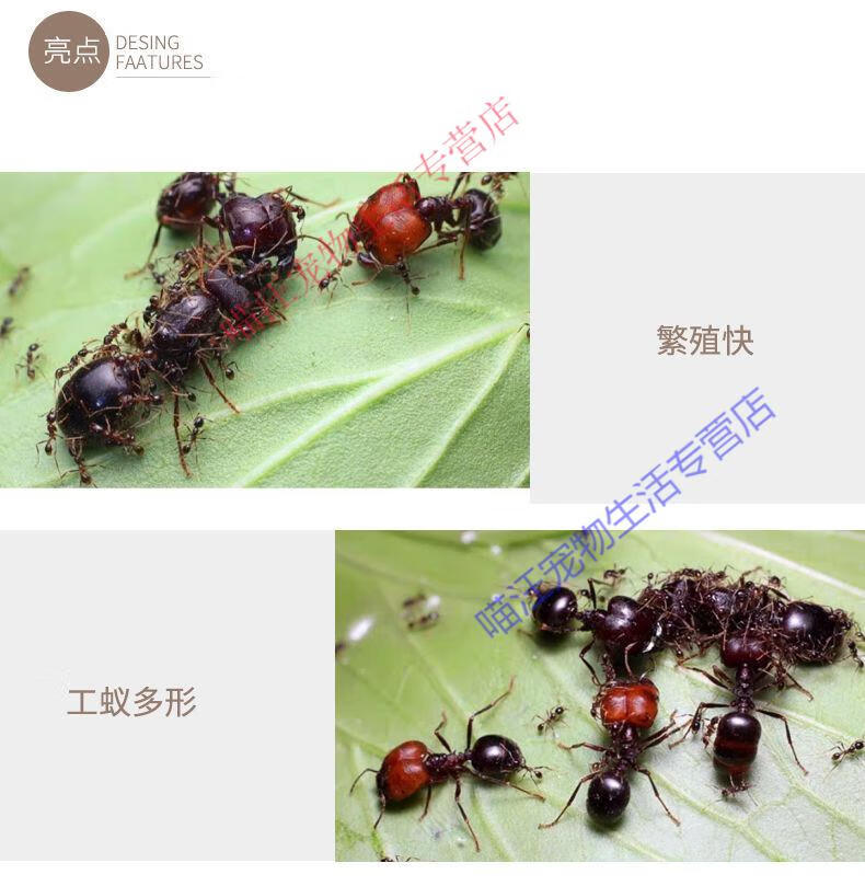 瑾伦全异巨首蚁盲切叶蚁特化兵蚁宠物产卵蚁后活体活物繁殖好养大型5