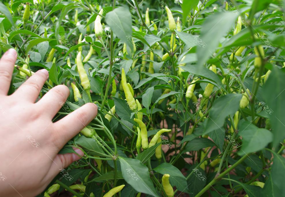 辣椒树大树苗小米椒种子朝天椒辣椒籽树四川春季秋四季五七彩盆栽南方